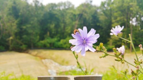 Close-up of purple flowers in field