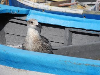 Close-up of bird perching on swimming pool