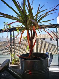 Close-up of potted plant