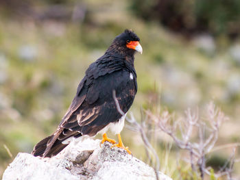 Bird perching outdoors