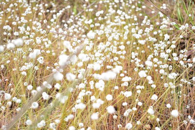 Close-up of white flowering plants on field