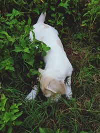 High angle view of dog on field