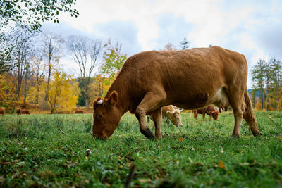 Brown cow grazing on . jersey cow eating green grass on pasture