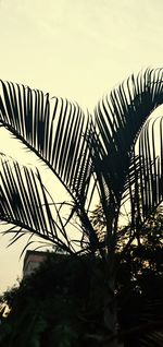 Low angle view of palm trees against sky