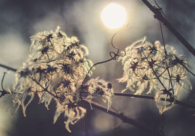 Close-up of dry flowers during sunset