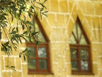 Close-up of plant against building