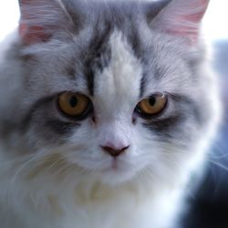 Close-up portrait of cat
