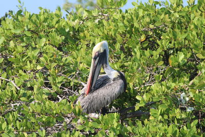 Close-up of pelican surrounded by plants