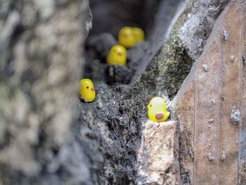 Close-up of yellow toy on rock