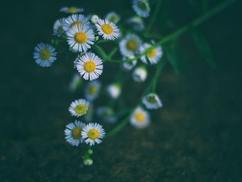 Close-up of daisy flowers