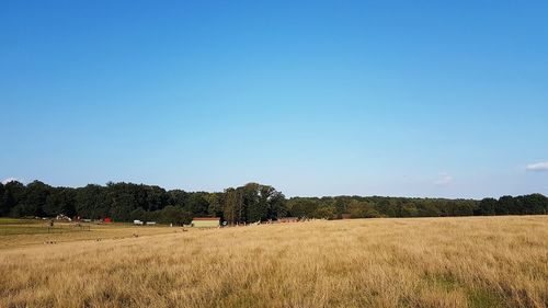 Scenic view of field against clear blue sky
