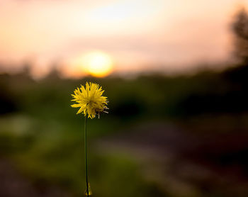 Close-up of yellow flowering plant on field