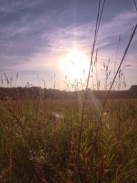 Plants growing on field against sky during sunset