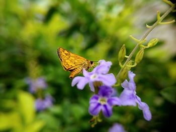 Close-up of butterfly on flower