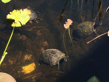 Close-up of turtle swimming in pond