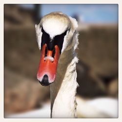 Close-up of bird