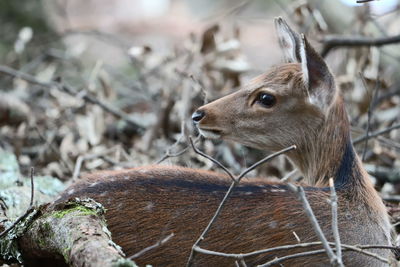 Close-up of an animal on land