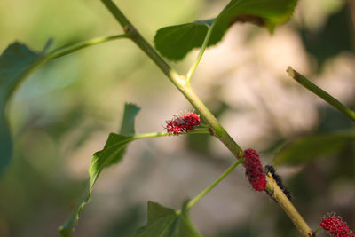 Close-up of red flowering plant