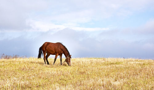 Horse grazing on grassy field against sky