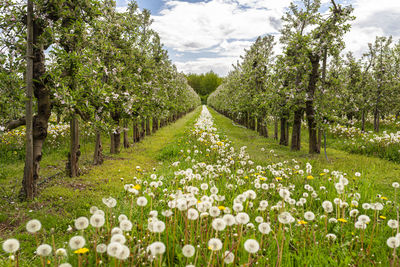 Cherry orchard with pink flowers on trees, dandelion flower visible.