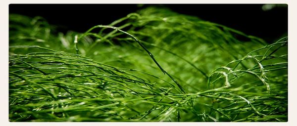 Close-up of plants growing on field