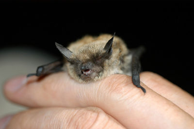 Chiropterologist holding and studying a bat in his hands