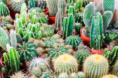 Full frame shot of succulent plants on field