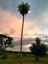 Palm trees against sky during sunset