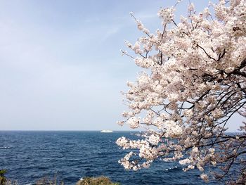 Close-up of cherry blossom tree