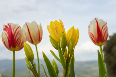 Close-up of yellow tulips against sky