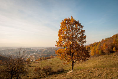 Tree against sky during autumn