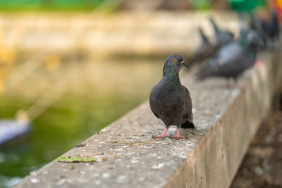 Close-up of bird perching on wall