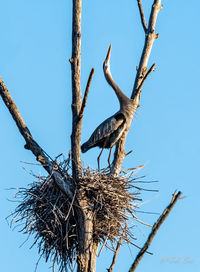 Low angle view of bird nest on tree against sky