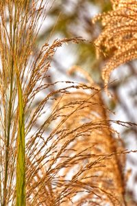 Close-up of stalks in field