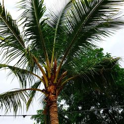 Low angle view of palm tree against sky