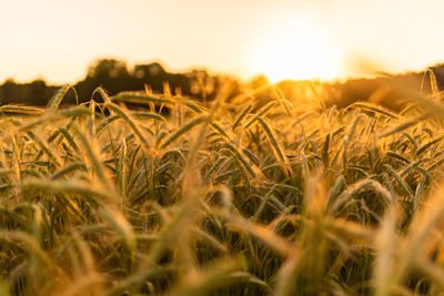 Close-up of wheat field against sky during sunset