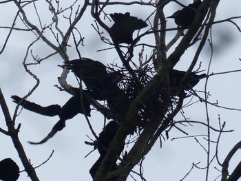 Low angle view of bird perching on tree against sky