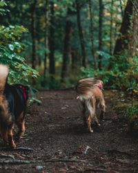 Dogs walking on road in forest