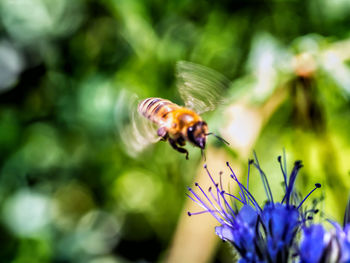 Close-up of bee pollinating on flower