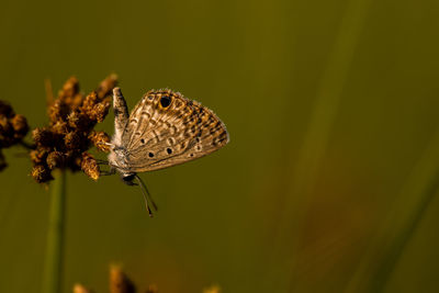 Close-up of butterfly pollinating on flower