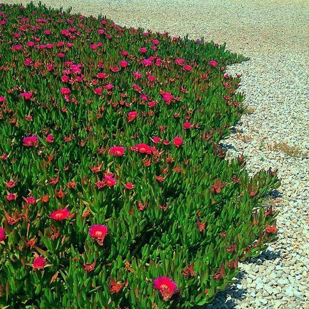 flower, freshness, growth, plant, red, beauty in nature, fragility, high angle view, nature, field, petal, blooming, in bloom, flower head, grass, day, outdoors, no people, flowerbed, pink color