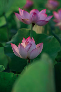 Close-up of pink water lily