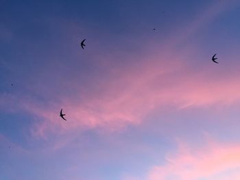 Low angle view of birds flying in sky