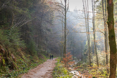 Road amidst trees in forest during autumn