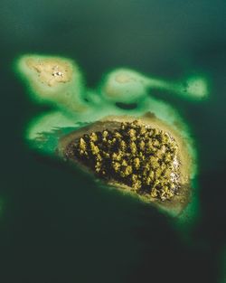 High angle view of jellyfish in sea