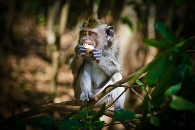 Portrait of monkey sitting on a tree