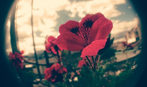 Close-up of red flowering plant