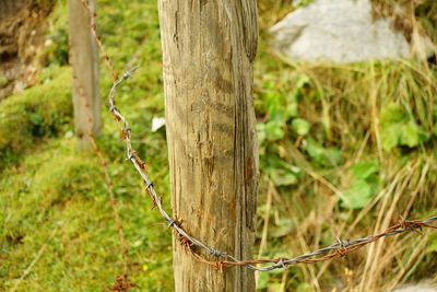 Close-up of tree trunk in field