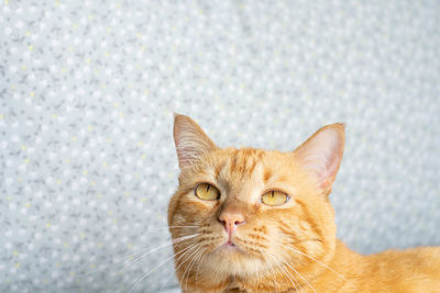 Close-up portrait of a cat