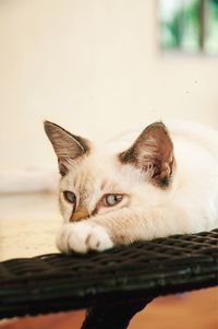 Close-up portrait of cat lying on floor